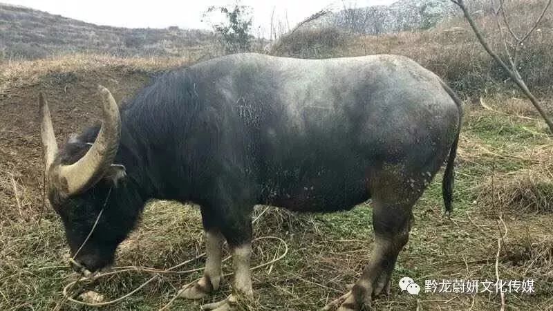 火爆全网!老铁牛牛有漏洞吗？!其实确实有挂的