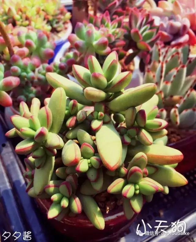 3分钟教你科普“天狗大厅开挂软件是真的假的”(详细透视教程)-知乎