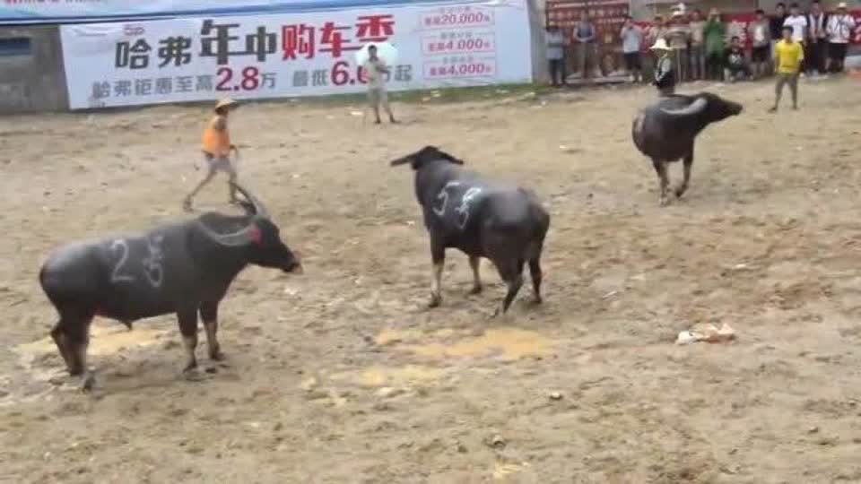 火爆全网!玩斗牛可以用什么产品东西一《我来教教你怎么赢 》