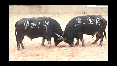 优选推荐“新款筒子斗牛设备一《我来教教你怎么赢 》