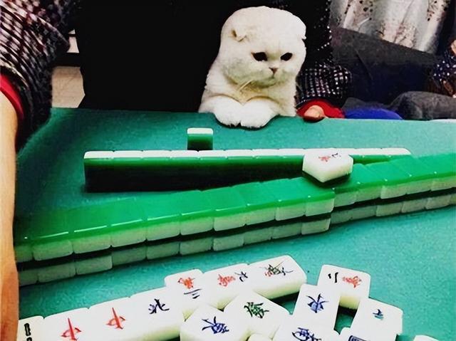 皮球麻将猫腻秘籍真的有挂(有挂技巧辅助器)