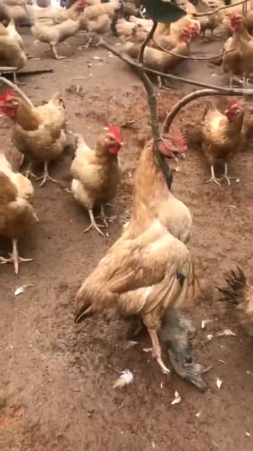 多乐贵阳捉鸡其实真的确实有挂(确实有挂吗)
