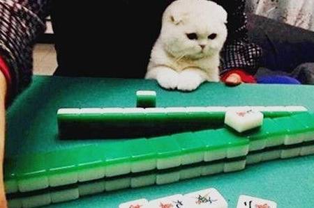麻友圈2麻将猫腻秘籍真的有挂(原来真的有挂)
