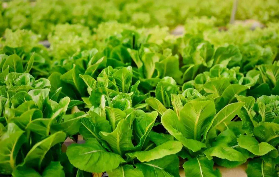 新教你‘‘普通纸牌总是输想要赢记住这技巧一《我来教教你怎么赢 》