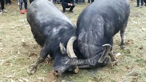 5分钟教会你“普通斗牛产品设备《详细教程 新浪科技》