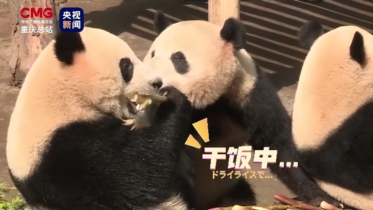 三分钟了解台州果果麻将其实真的有挂(其实是有挂确实有挂)