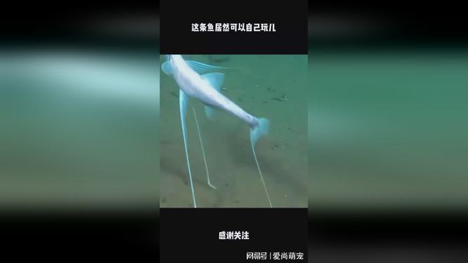 教程辅助“鱼儿机作弊打什么鱼都死的漏洞+《详细教程 新浪科技》