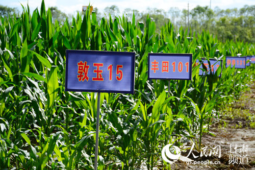 教程辅助“玉米猜1234仪器《详细教程 新浪科技》