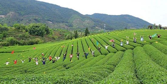 丽水茶苑究竟是不是有挂(到底是不是有挂)