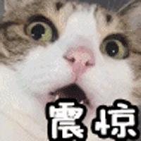 仁怀手机麻将助赢神器(揭秘小程序攻略插件)