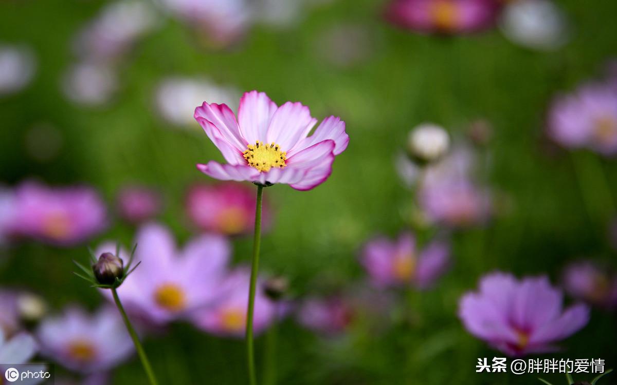 牵手跑得快为什么总输(揭秘小程序赢牌技巧)